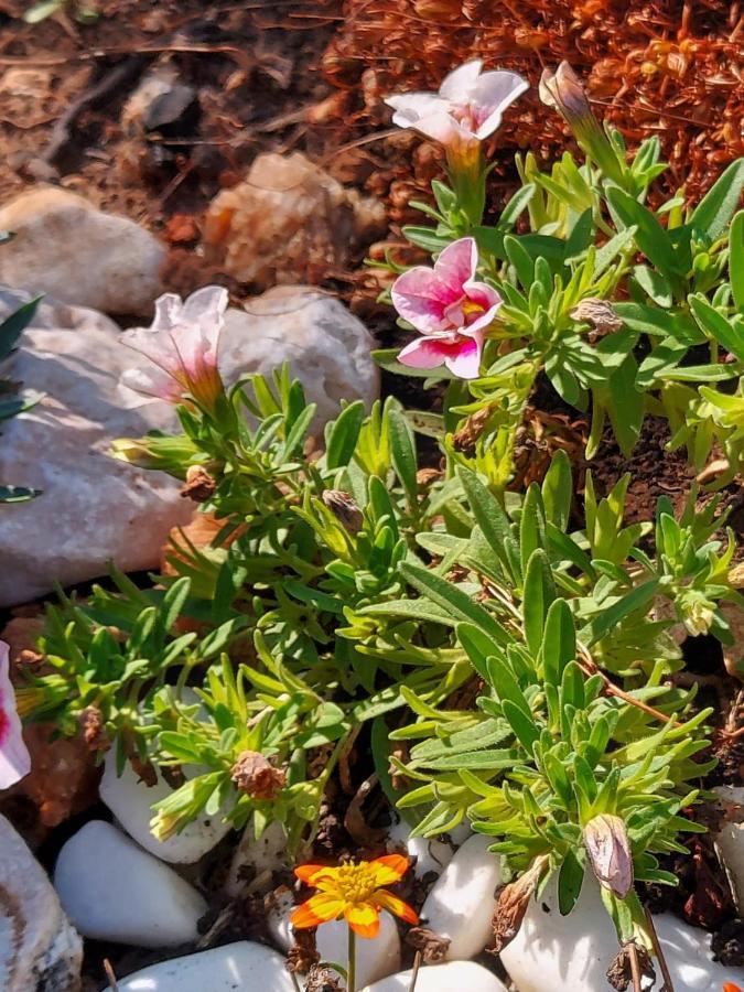 Villa Sommerzauber Mali Losinj Ngoại thất bức ảnh